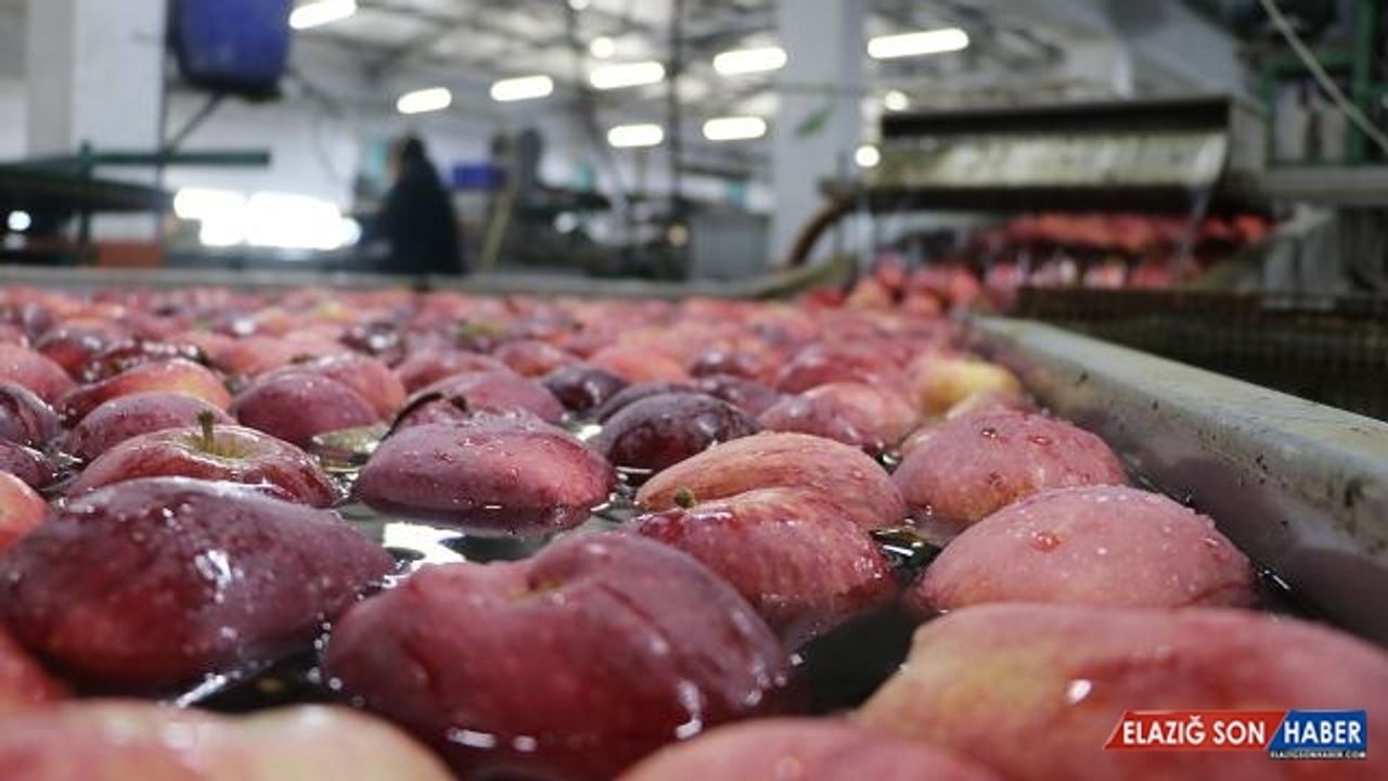 Türkiye'den 80 ülkeye elma ihracatı