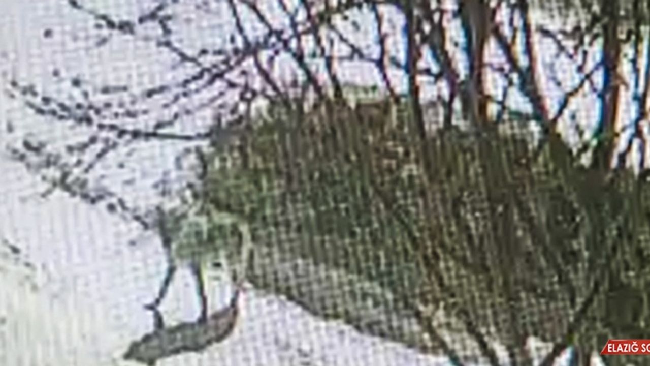 Aç Kurt Yavru Köpeği Böyle Götürdü  