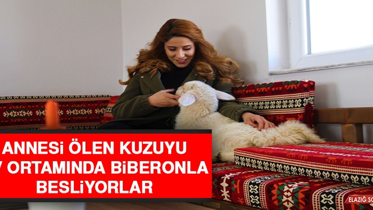 Annesi Ölen Kuzuyu Ev Ortamında Biberonla Besliyorlar