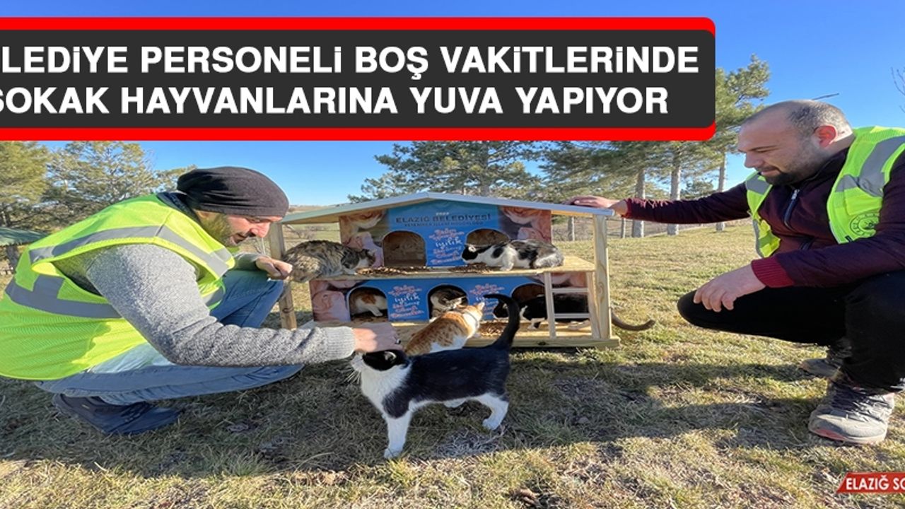 Belediye Personeli, Boş Vakitlerinde Sokak Hayvanlarına Yuva Yapıyor