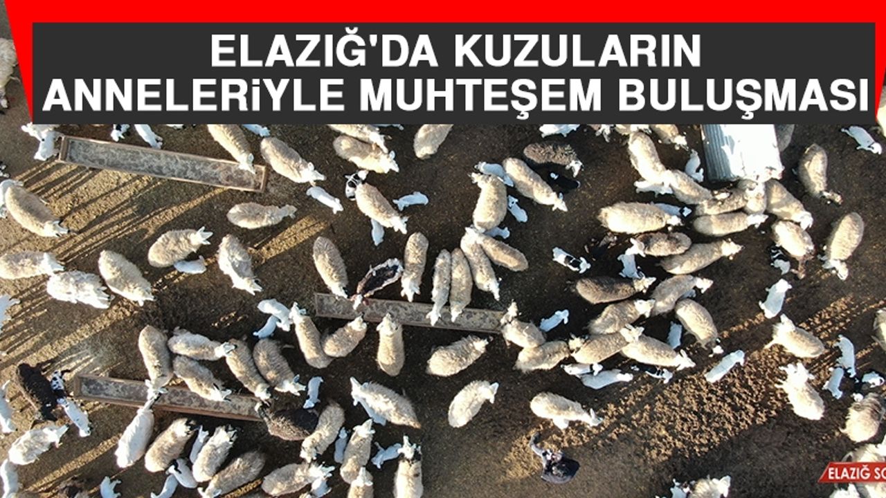 Elazığ'da Kuzuların Anneleriyle Muhteşem Buluşması