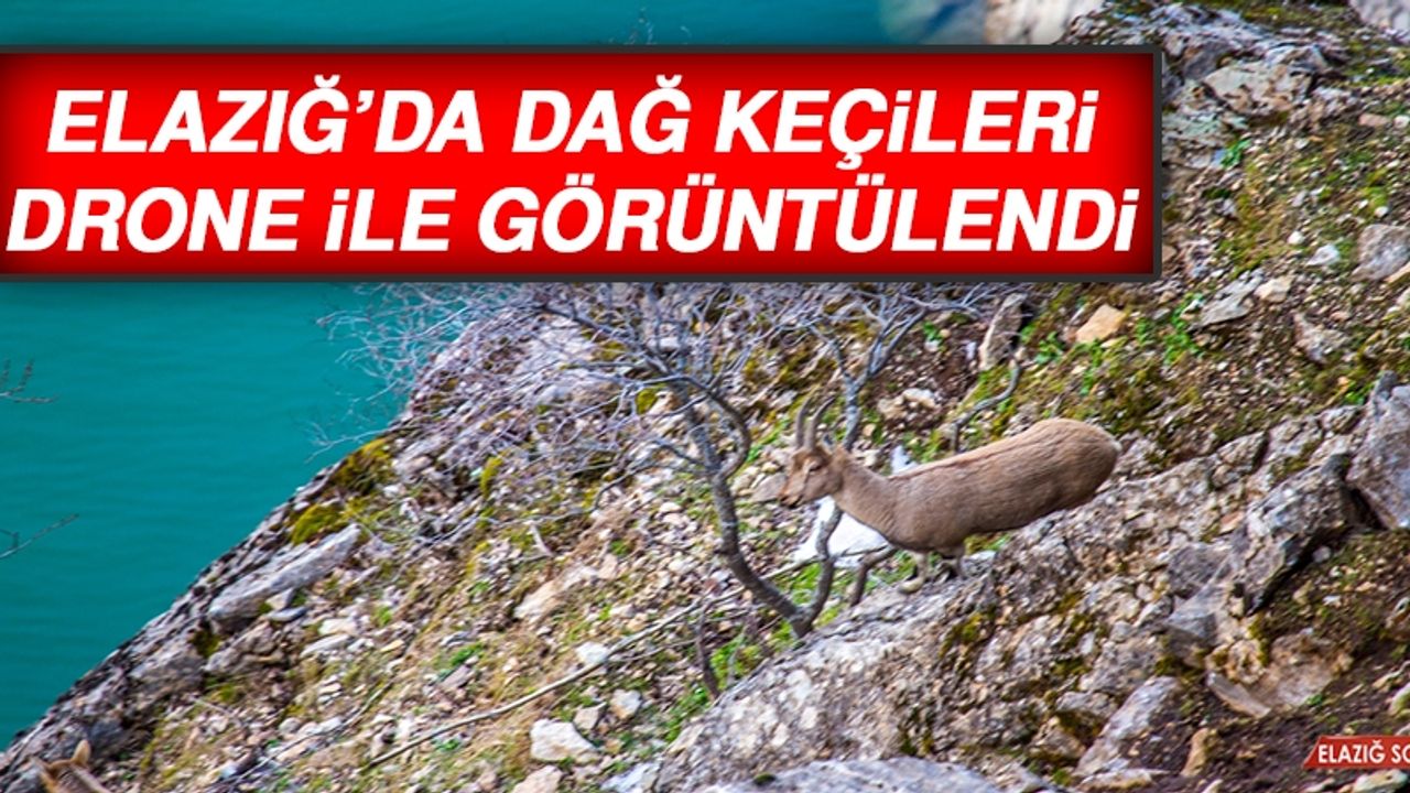Elazığ’da Dağ Keçileri Drone İle Görüntülendi