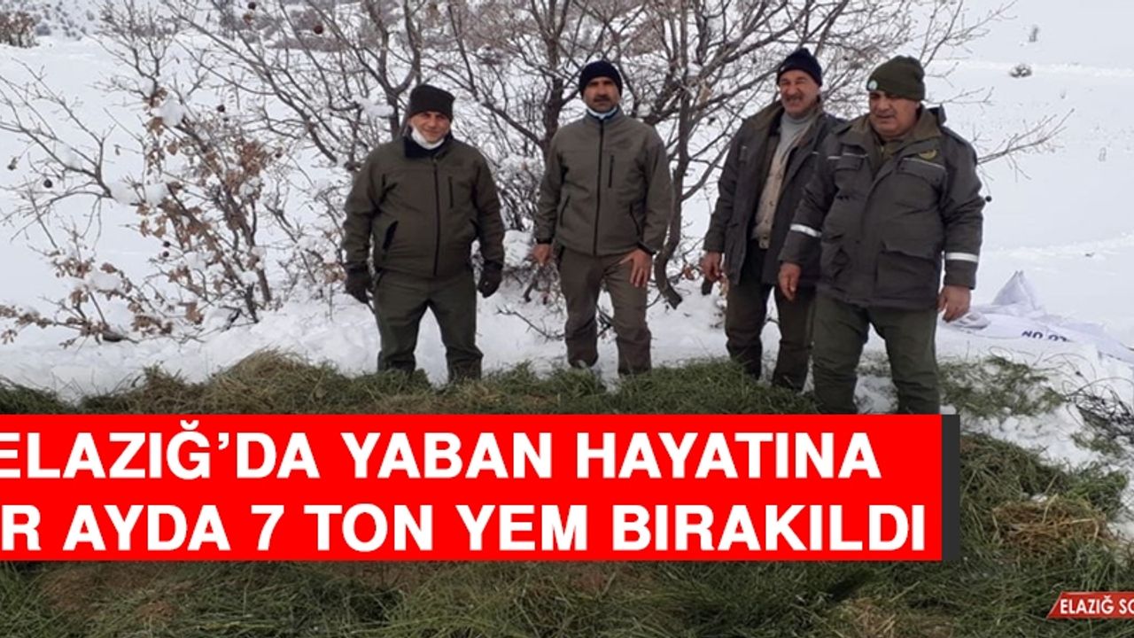 Elazığ’da Yaban Hayatına Bir Ayda 7 Ton Yem Bırakıldı