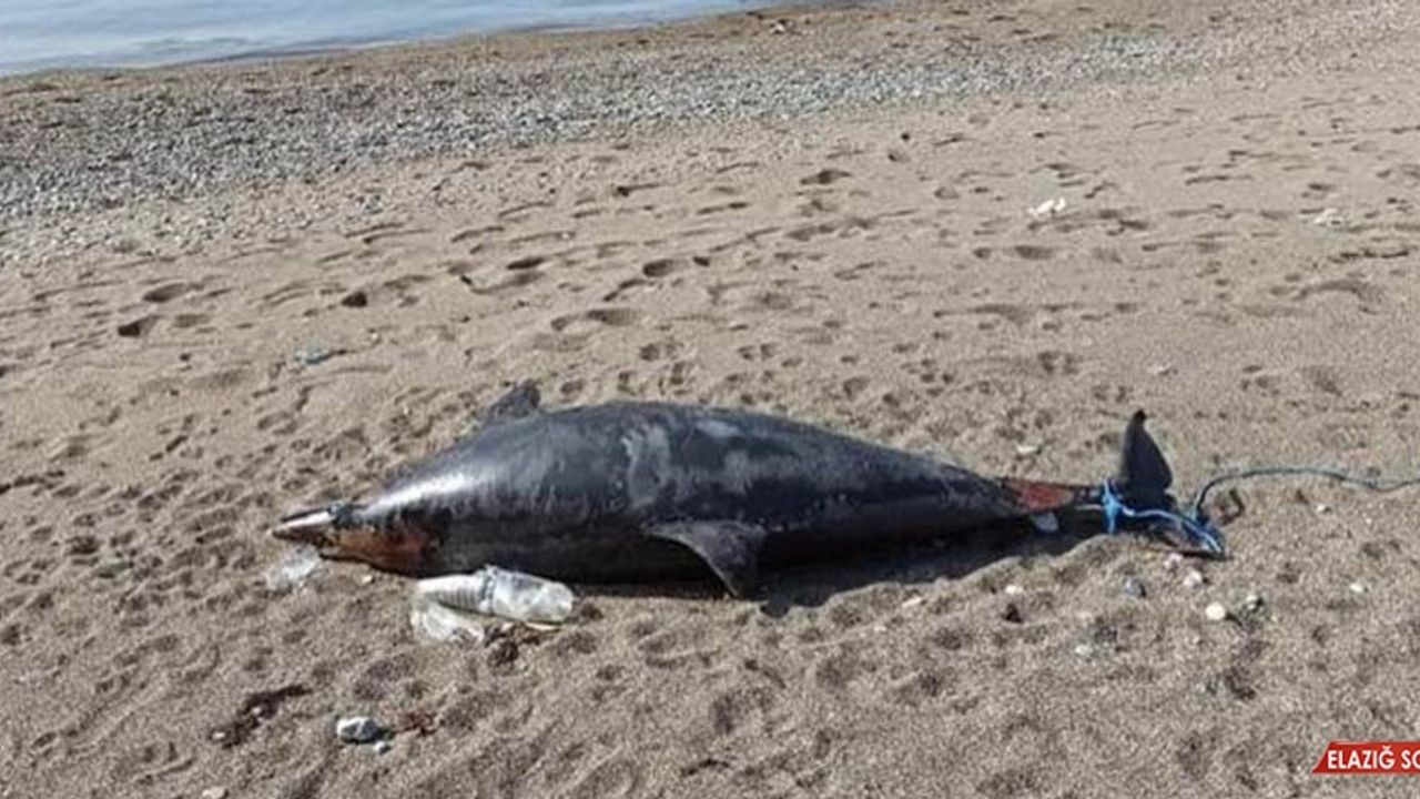 İki Metre Boyundaki Ölü Yunus Kıyıya Vurdu  