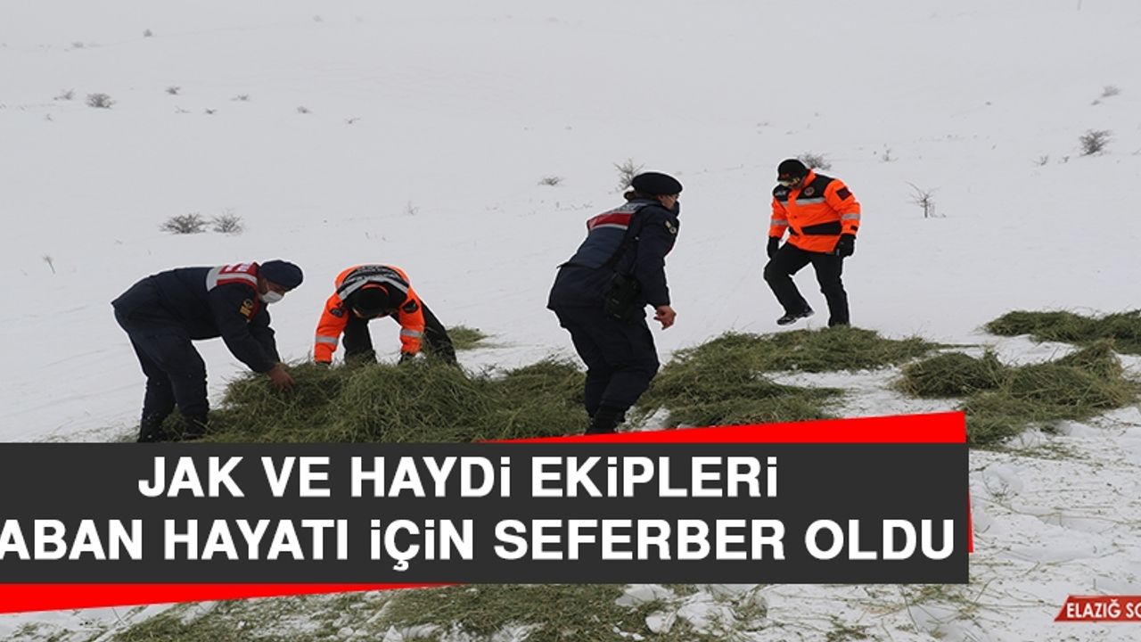 JAK ve HAYDİ Ekipleri Yaban Hayatı İçin Seferber Oldu