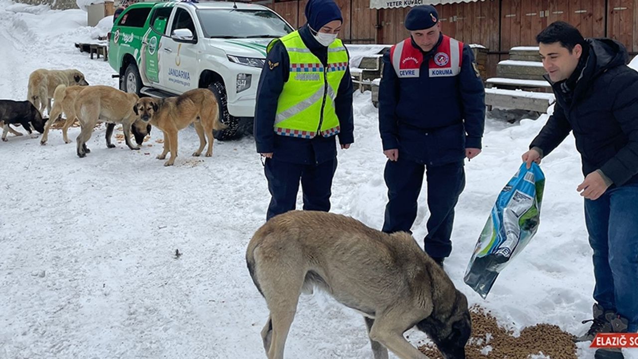 Jandarma Sokak ve Yaban Hayvanlarının Da Yardımına Koşuyor  