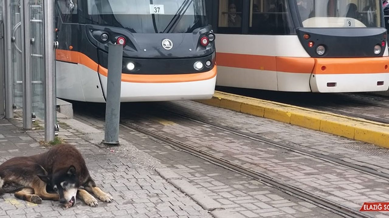 Kar Yağışı En Çok Onları Etkiliyor    