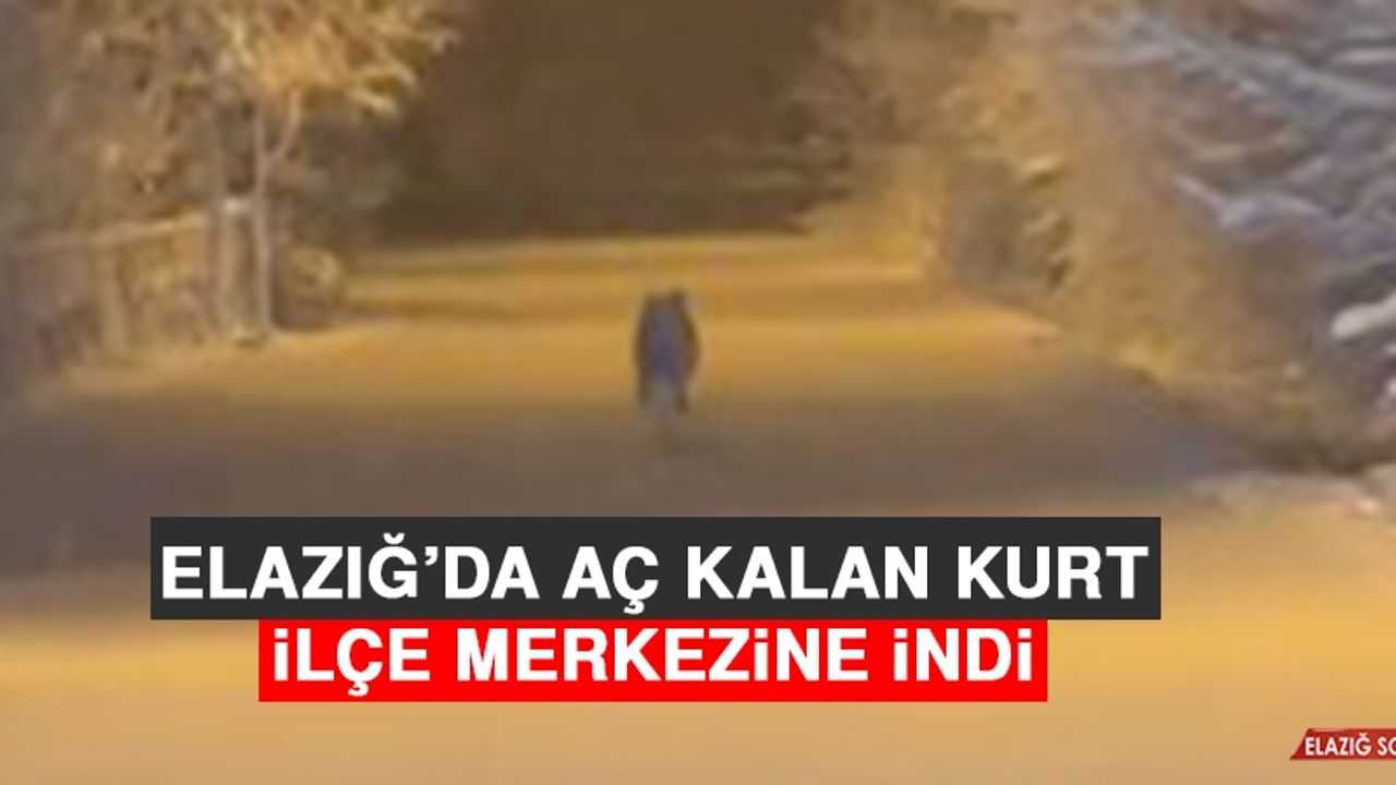 Elazığ’da Aç Kalan Kurt İlçe Merkezine İndi  