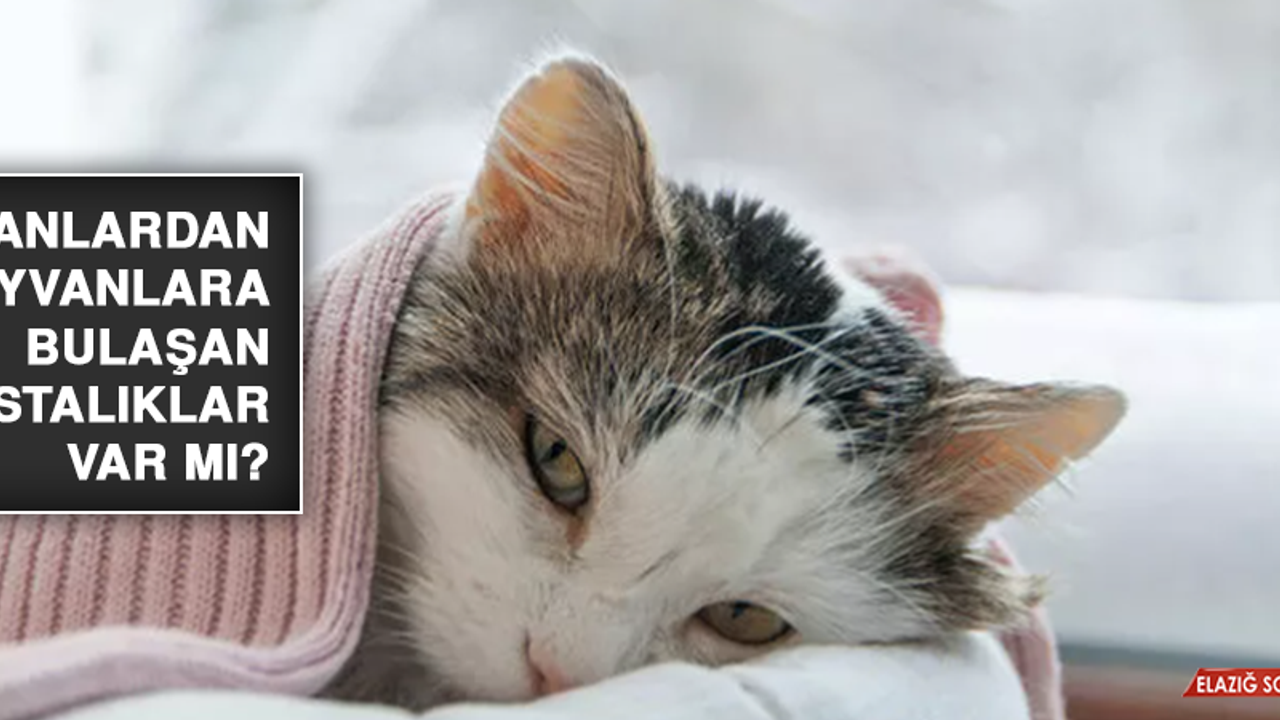 İnsanlardan hayvanlara bulaşan hastalıklar var mı?