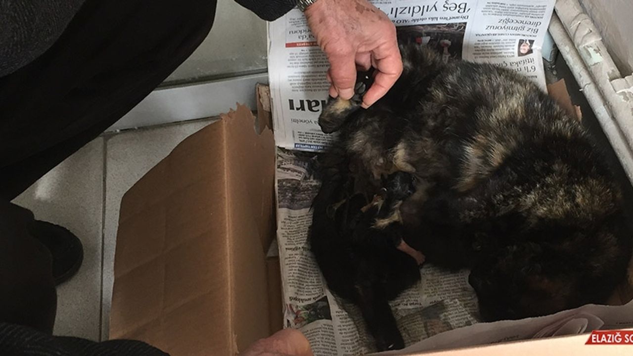 İşyeri Önünde Doğum Yapan Kediye Sahip Çıktılar 