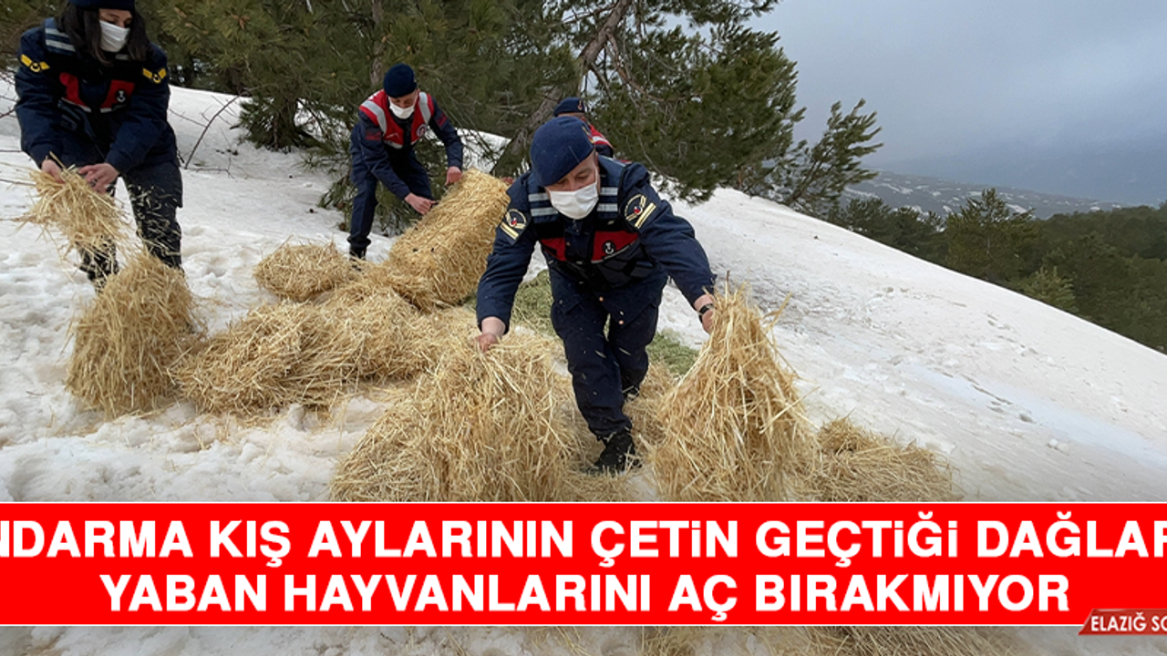 Jandarma Kış Aylarının Çetin Geçtiği Dağlarda Yaban Hayvanlarını Aç Bırakmıyor