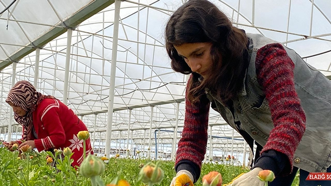 Meslek Lisesi Öğrencileri İçin Uygulamalı Tarım Protokolü