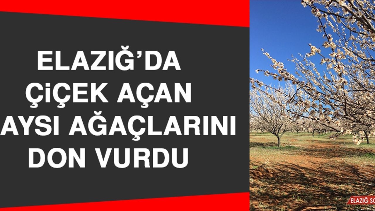 Elazığ’da Çiçek Açan Kaysı Ağaçlarını Don Vurdu