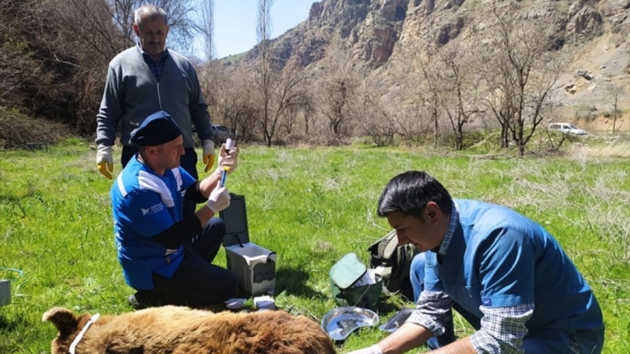 Hakkari'de bulunan yaralı ayı tedavi için Van'a gönderildi