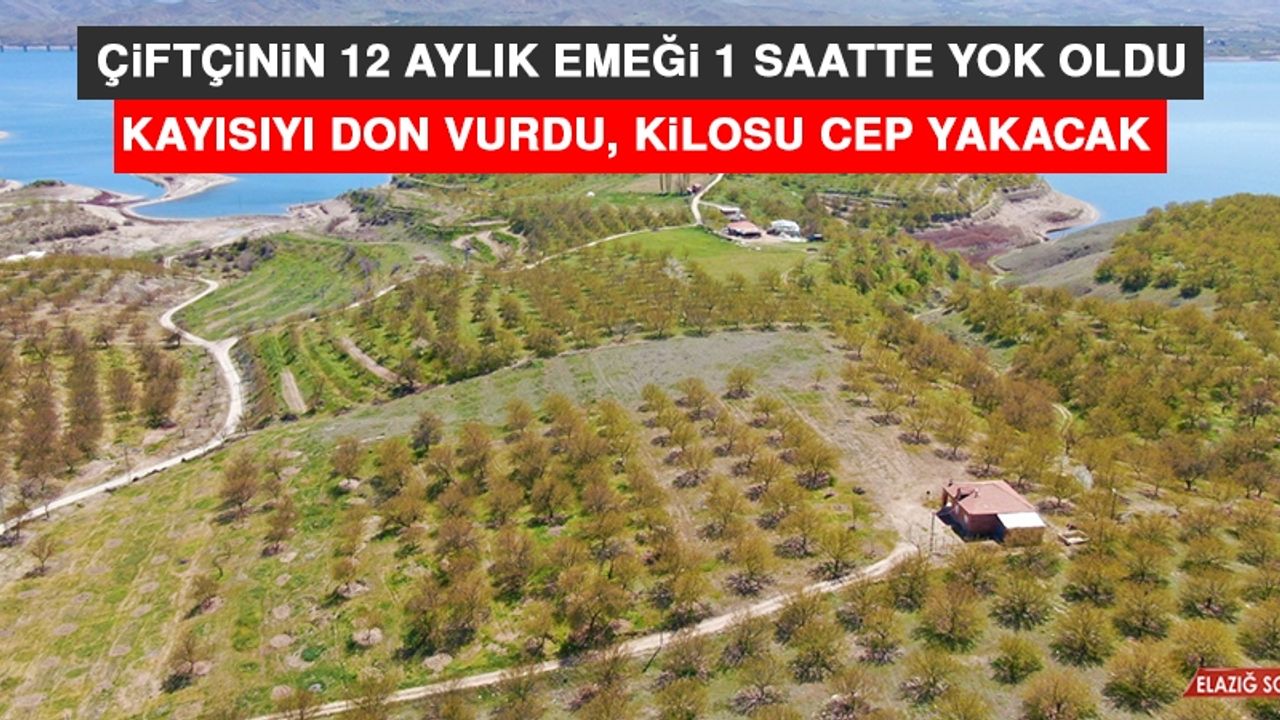 Kayısıyı Don Vurdu, Kilosu Cep Yakacak