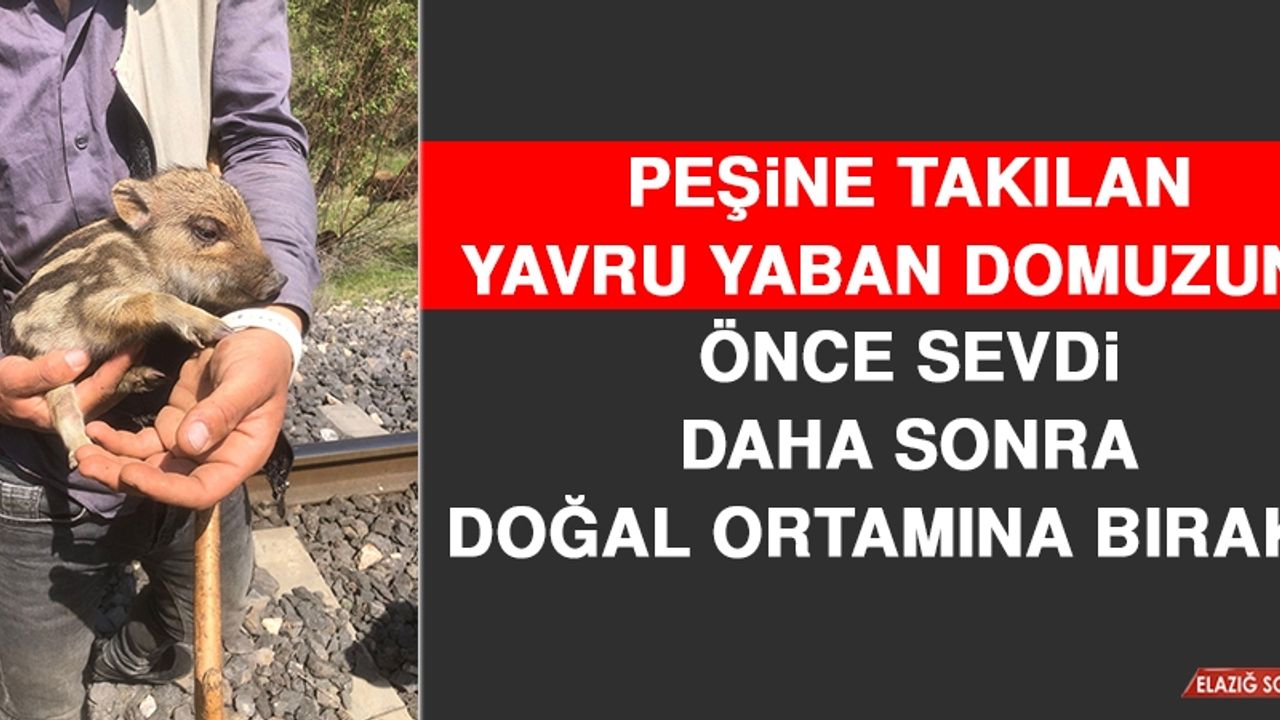 Peşine Takılan Yavru Yaban Domuzunu Önce Sevdi, Daha Sonra Doğal Ortamına Bıraktı