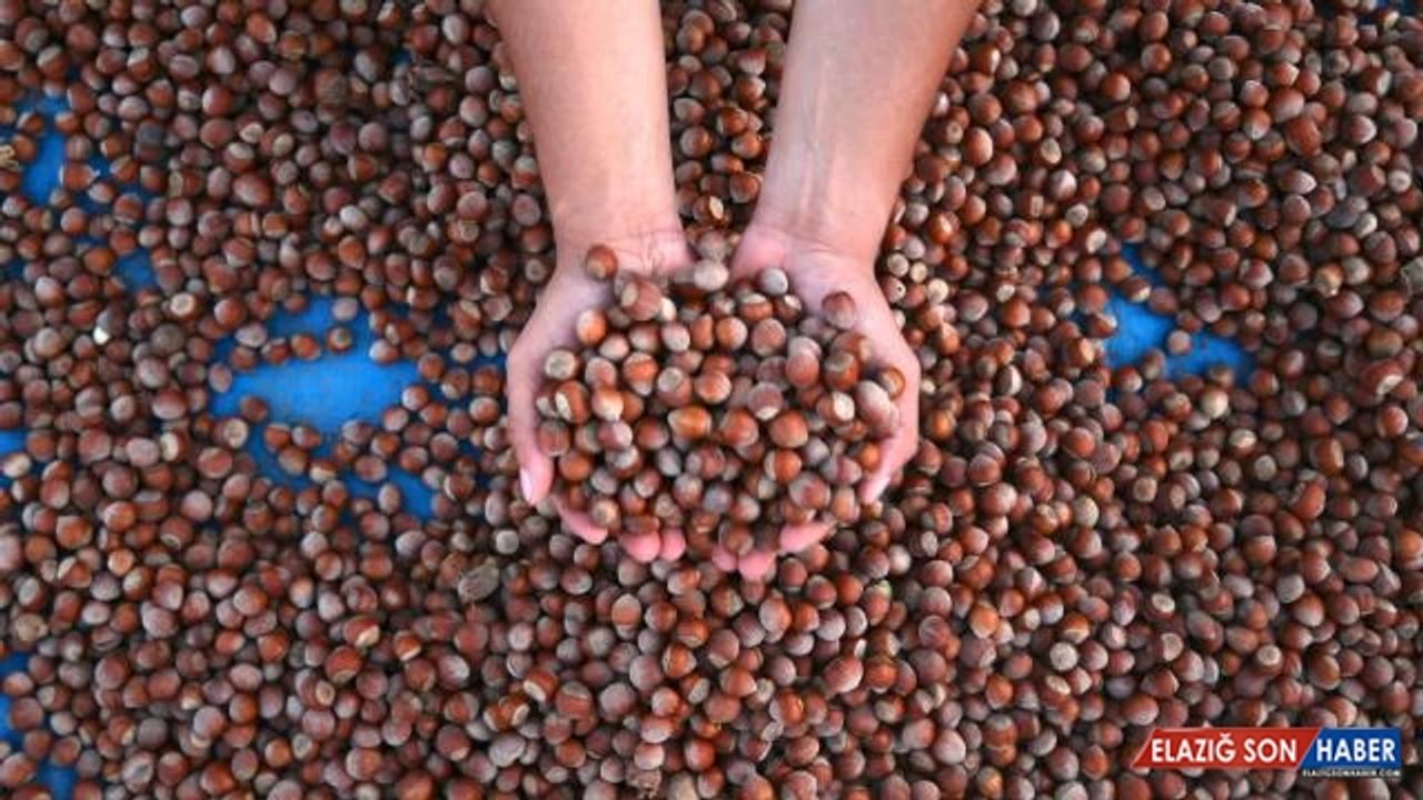 Trabzon'dan üç ayda 169 milyon dolarlık fındık ihraç edildi