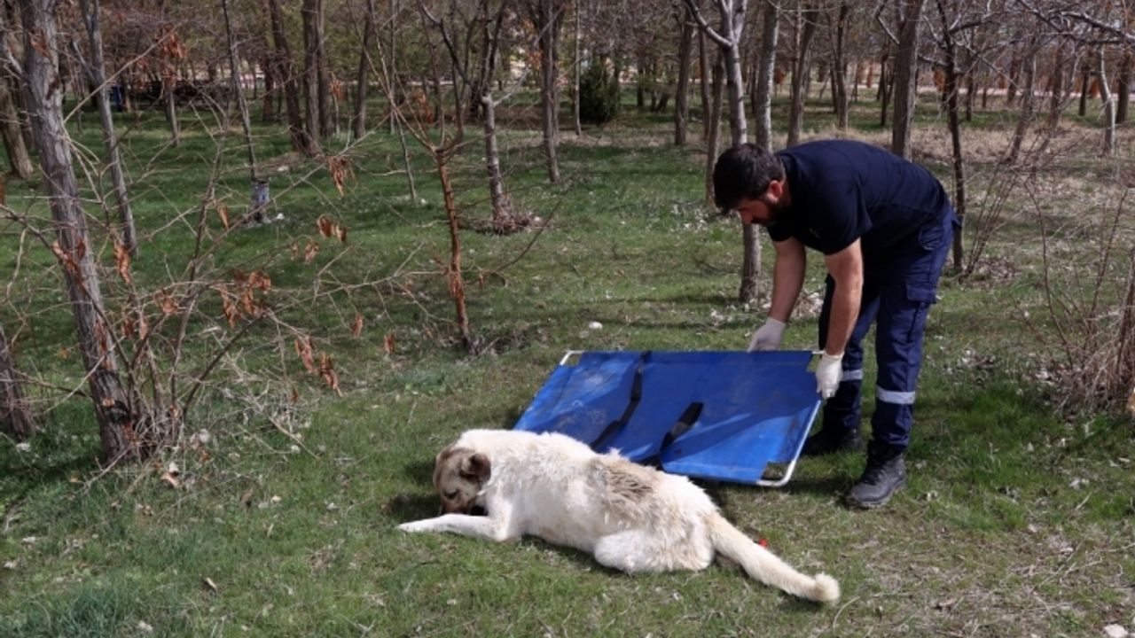 Van'da sahipsiz köpeklerin kız öğrenciye saldırması güvenlik kamerasında
