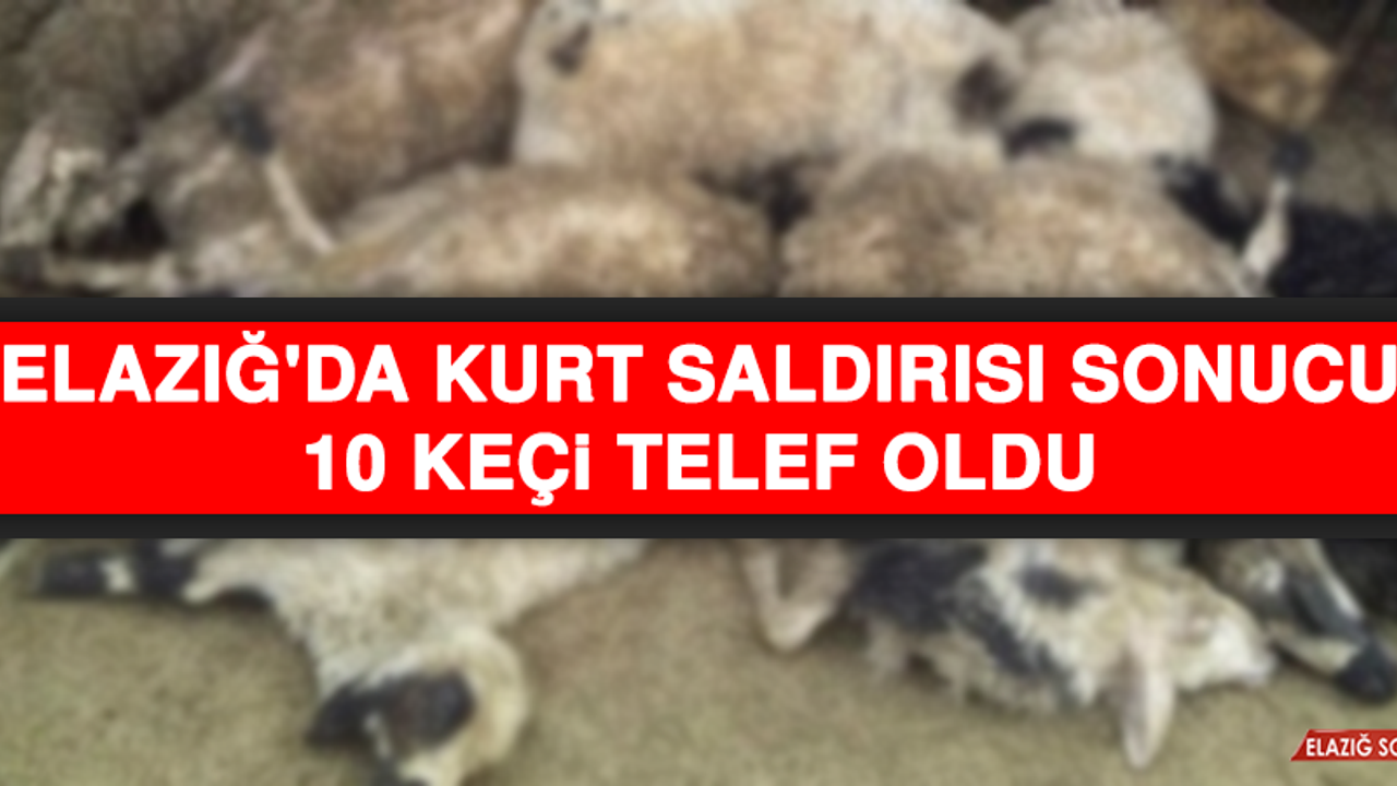 Elazığ'da Kurt Saldırısı Sonucu 10 Keçi Telef Oldu