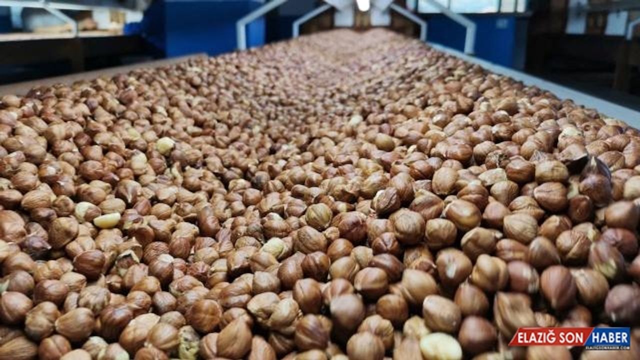 En fazla fındık Almanya'ya satıldı