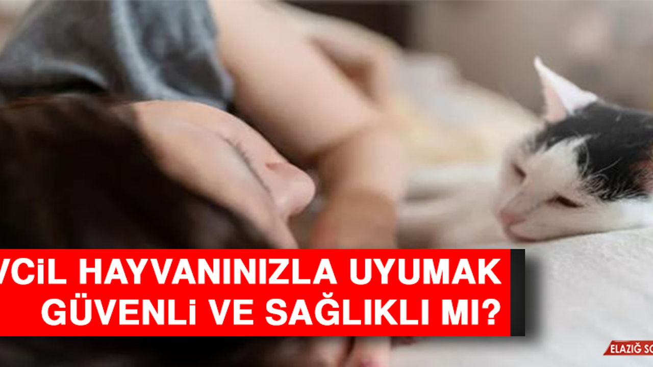 Evcil hayvanınızla uyumak güvenli ve sağlıklı mı?