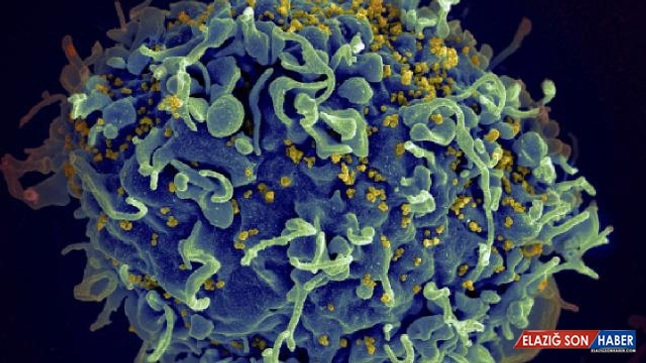 İklim değişikliği 'yeni bulaşıcı hastalık' riskini artırabilir