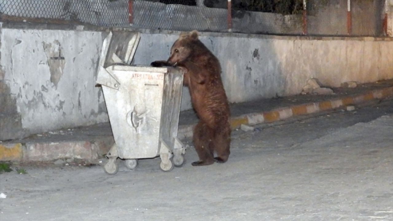 Kars'ta bozayılar ilçe merkezinde yiyecek ararken görüntülendi