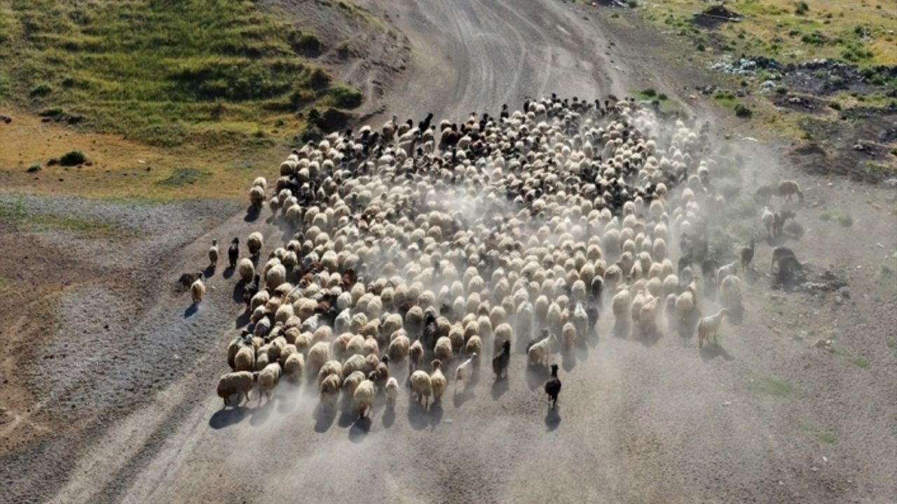 Bitlis'te besiciler küçükbaş hayvanlarını her gün yaylaya çıkartıyor