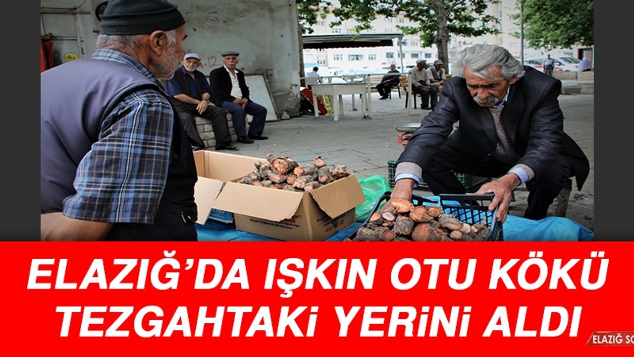 Elazığ’da Işkın Otu Kökü Tezgahtaki Yerini Aldı