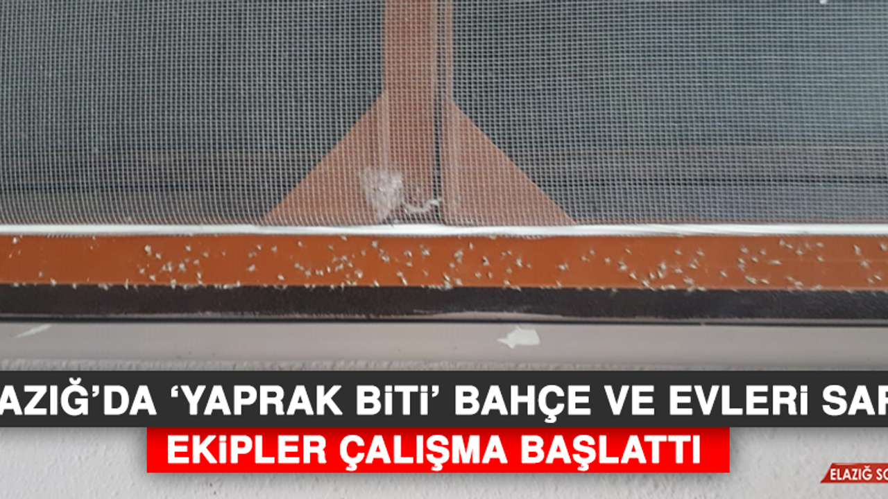 Elazığ’da 'Yaprak Biti' Bahçe ve Evleri Sardı, Ekipler Çalışma Başlattı