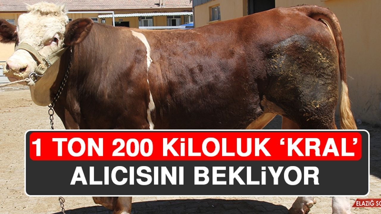 1 Ton 200 Kiloluk 'Kral' Alıcısını Bekliyor  