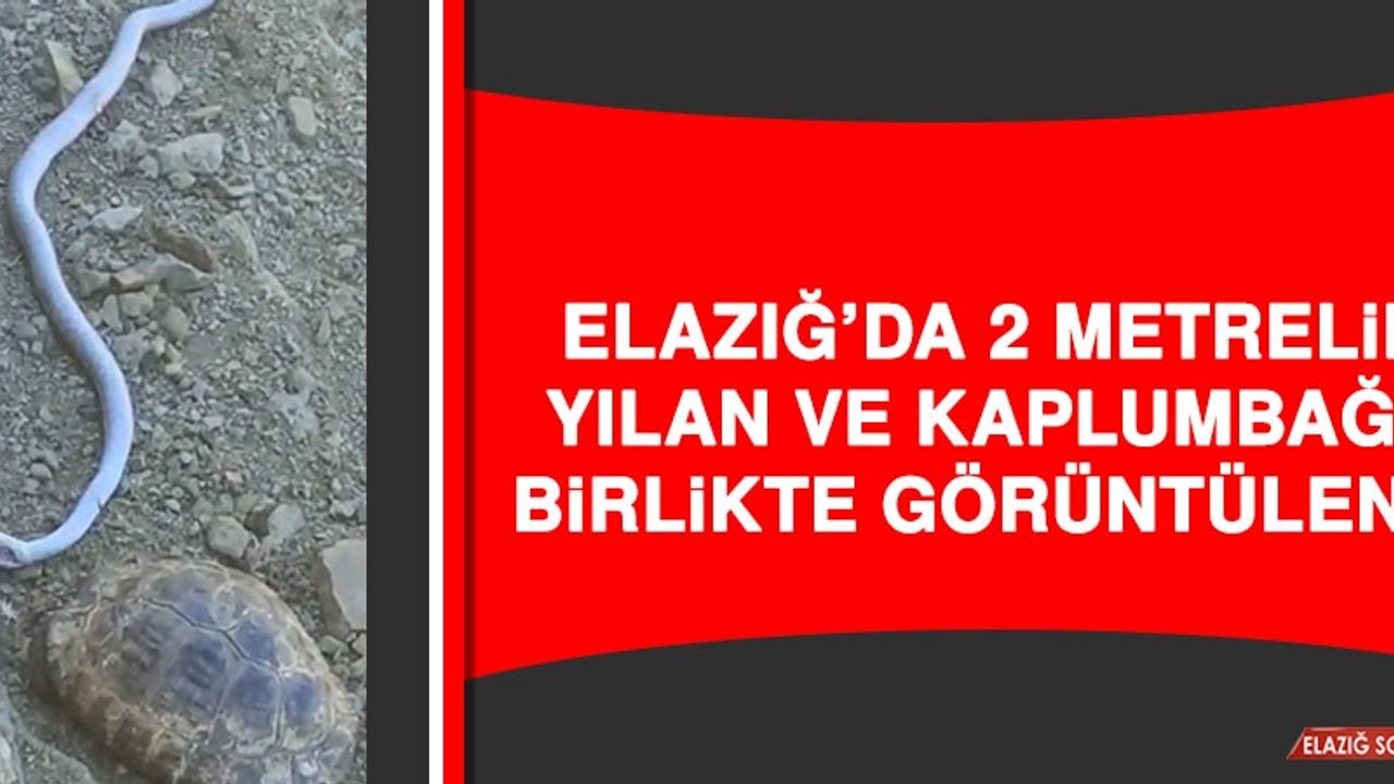 Elazığ'da 2 Metrelik Yılan ve Kaplumbağa Birlikte Görüntülendi  