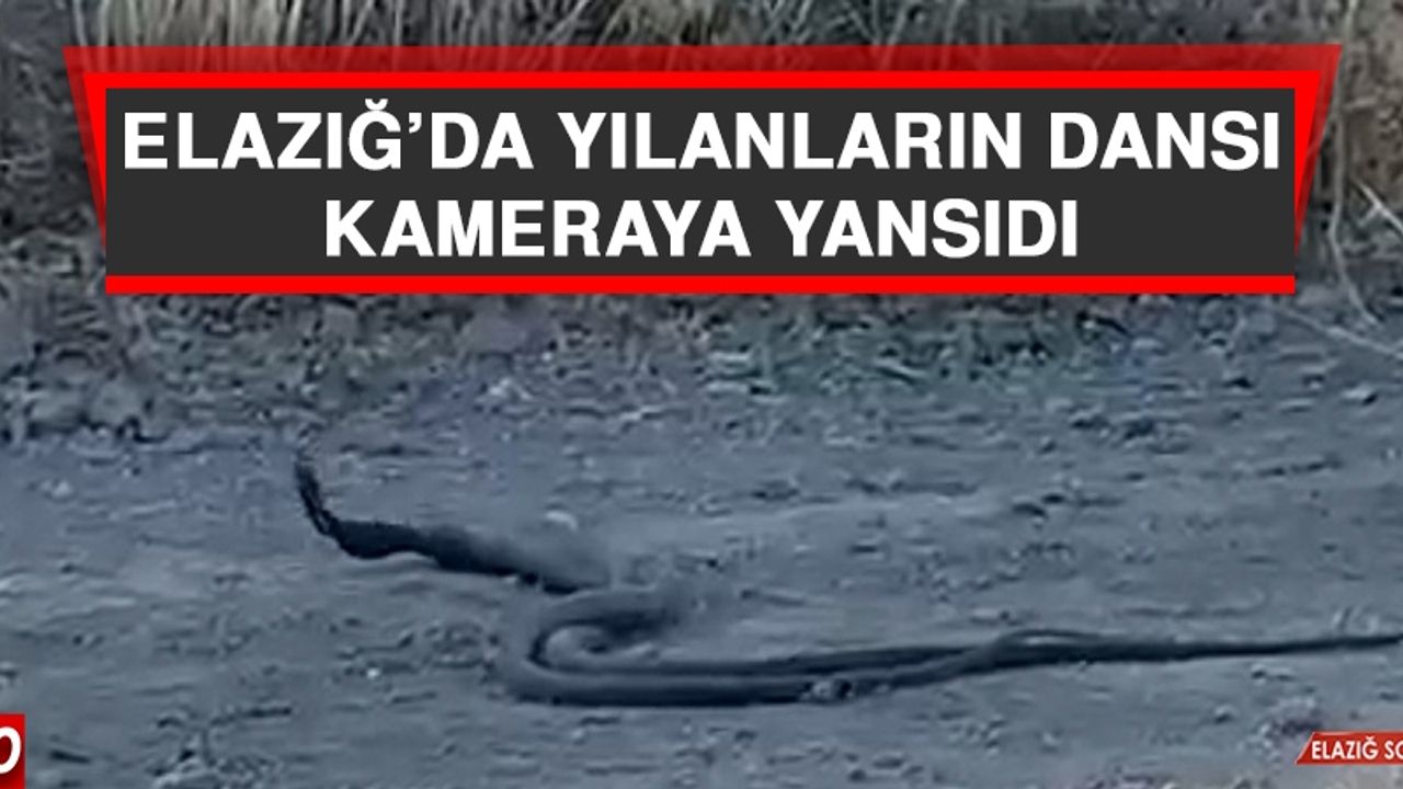Elazığ'da Yılanların Dansı Kameraya Yansıdı