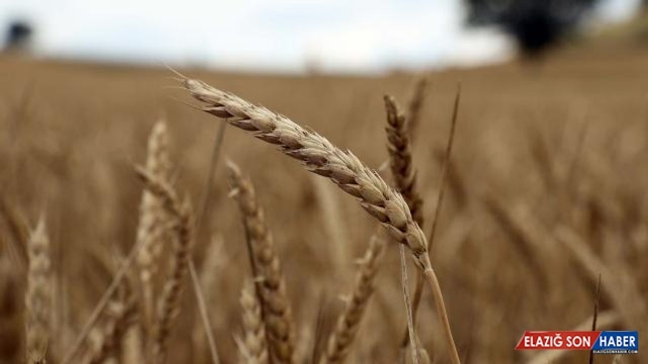 Emtia piyasasında karışık seyir sürüyor