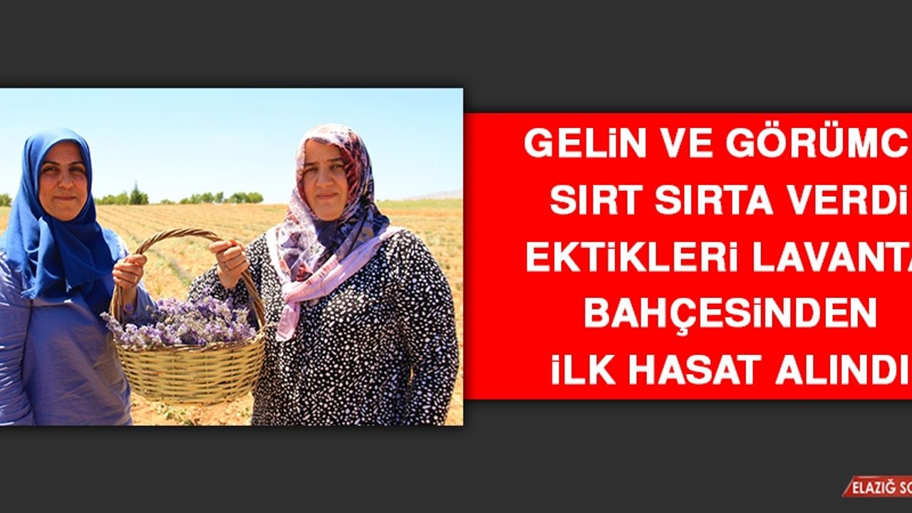 Gelin ve Görümce Sırt Sırta Verdi Ektikleri Lavanta Bahçesinden İlk Hasat Alındı