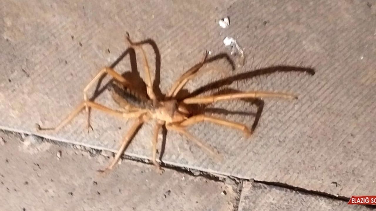 Gölbaşı’nda Sarıkız Örümceği Korkusu  