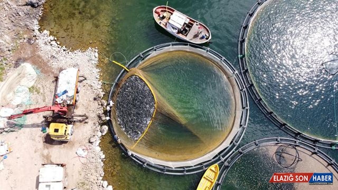 Kayseri’den balık ihracatıyla ekonomiye 30 milyon dolarlık katkı