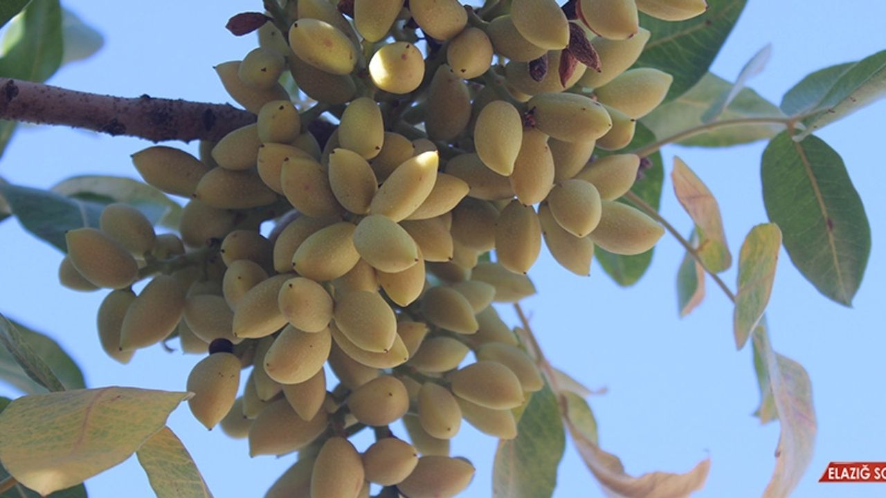 Kilis’te 'Boz' Fıstık Hasadı Başladı  