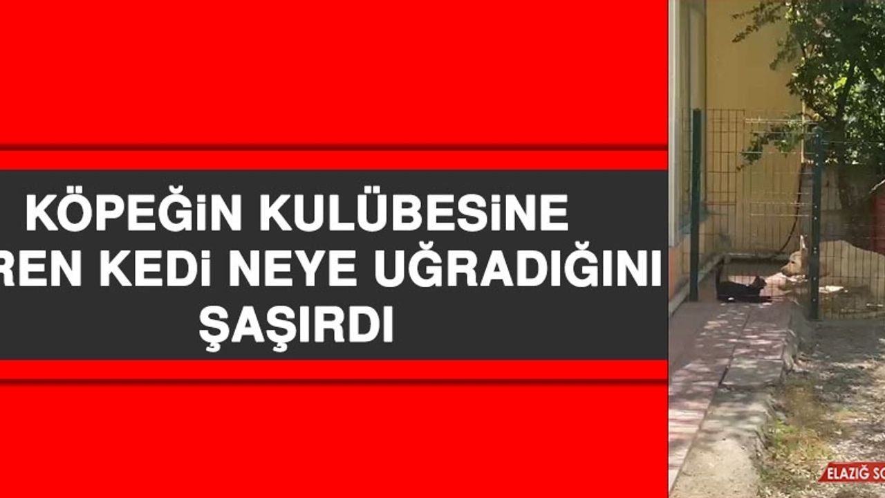 Köpeğin Kulübesine Giren Kedi Neye Uğradığını Şaşırdı  