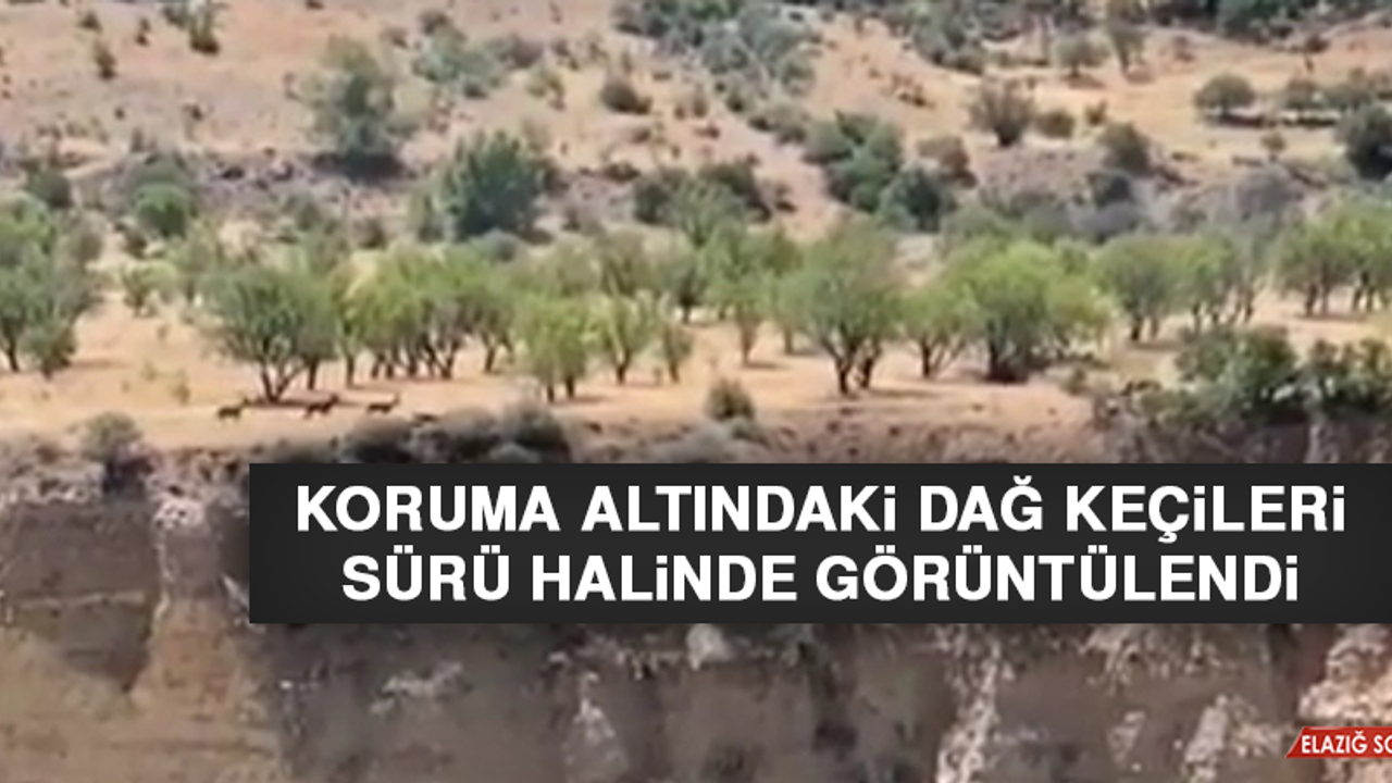 Koruma Altındaki Dağ Keçileri Sürü Halinde Görüntülendi