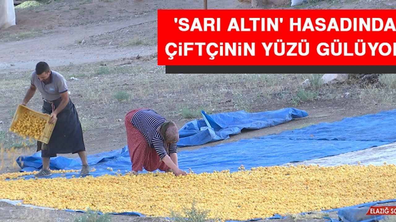 'Sarı Altın' Hasadında Çiftçinin Yüzü Gülüyor