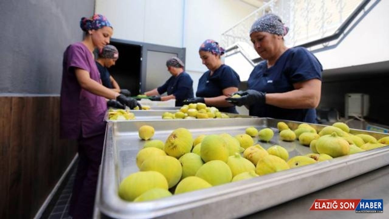 Aydın'da 'incir cipsi' mesaisi başladı