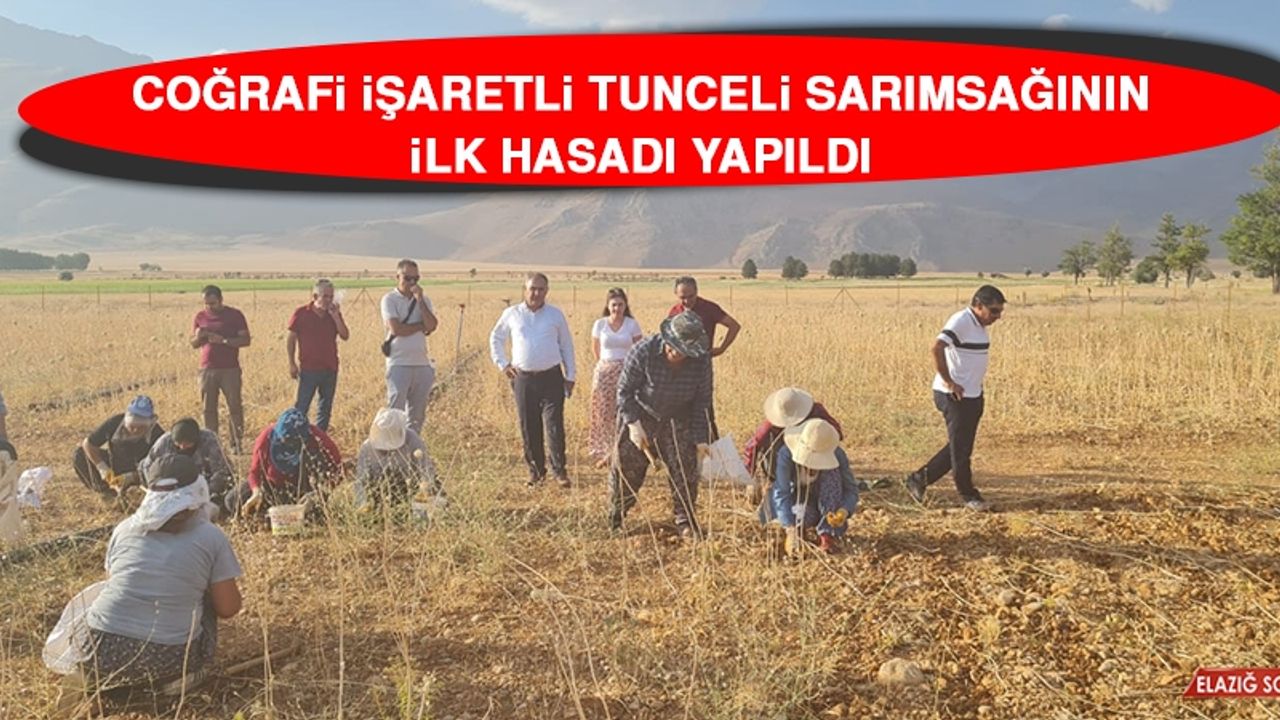 Coğrafi İşaretli Tunceli Sarımsağının İlk Hasadı Yapıldı
