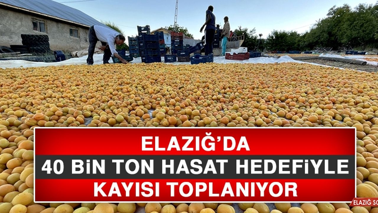 Elazığ’da 40 Bin Ton Hasat Hedefiyle Kayısı Toplanıyor