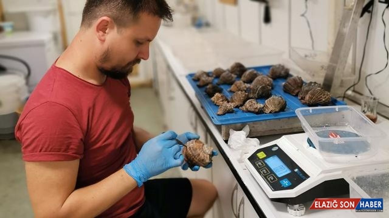 İstilacı deniz salyangozunun Karadeniz'deki dağılımı araştırılıyor