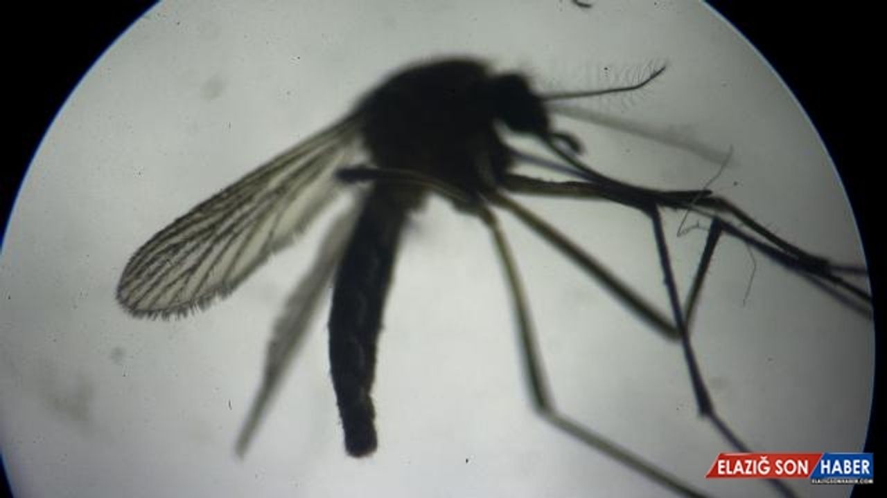 İtalya'da Batı Nil Virüsü vakalarında artış