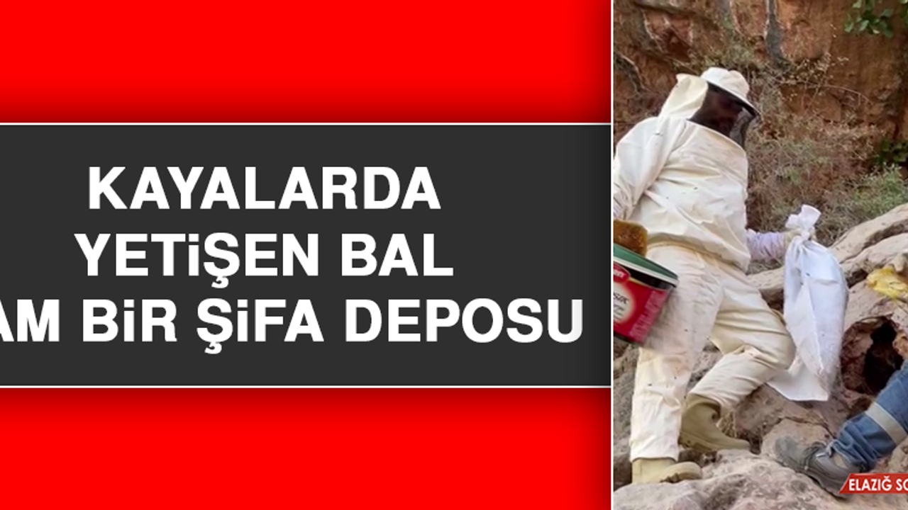 Kayalarda Yetişen Bal Tam Bir Şifa Deposu