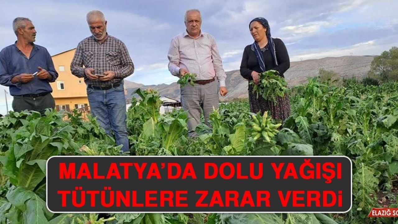 Malatya’da Dolu Yağışı Tütünlere Zarar Verdi