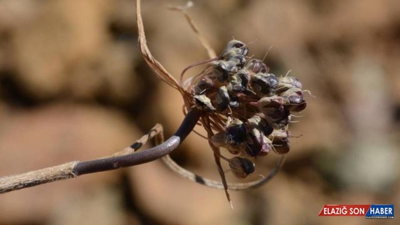 Muğla'da yeni yabani soğan türü keşfedildi