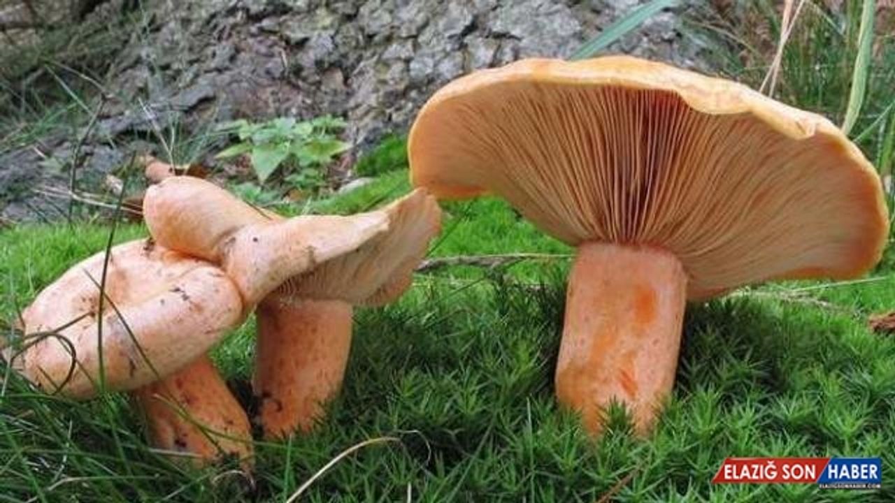 Tokat'ta bir kişi 3 kilogram ağırlığında mantar buldu